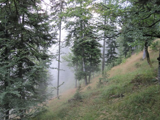 Fog rolls up through the trees