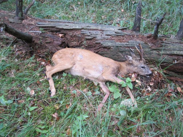 Here he came to rest.  A nice middle aged buck with a switchy top (no fork or tine) on the right and a gabel (fork) on the left.
