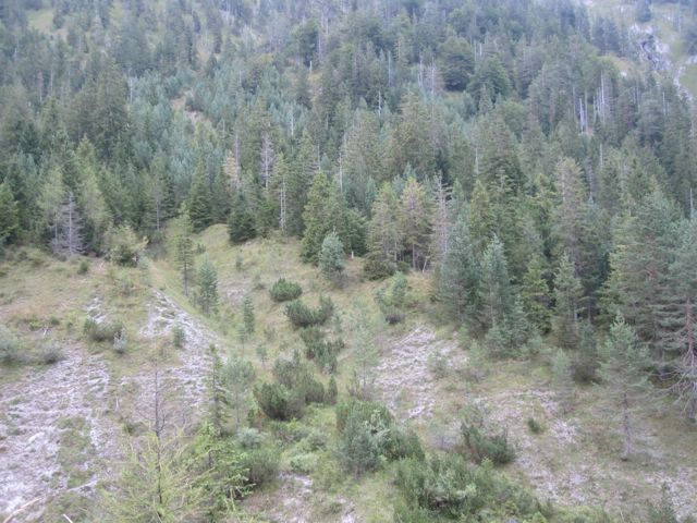 I went out again that night to a stand, and shot a nice Reh geis (female).  She was about 100m away across a gnarly valley.  The other guys could hardly believe I ghilleyed a reh carcass across such hardscrabble terrain  That's hunting..