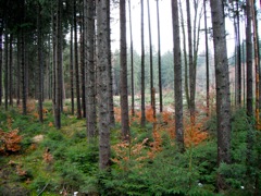 Another part of the forest from the stand