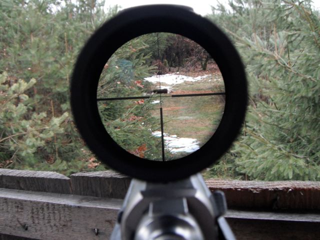The view through my Weaver 2.5-10x56 scope.   That is the reh on the ground.  It gives you an idea of a view through the scope of a hunter.  

The scope is set to around 5 or 6 power, which is typical for stand hunting at these ranges.

 This is the so-called 