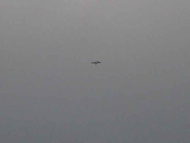 This plane flew over, sounding powerful