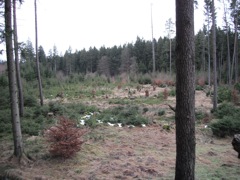 My view.  I saw no game animals.  There is a rifle range nearby and from 1:45-5:00 there was a steady stream of shooters.