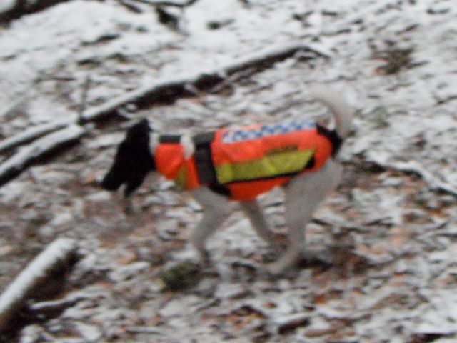 Drivers will send doggies into the forest to look for animals, and use them to search after the shooting is over for wounded/dead animals.