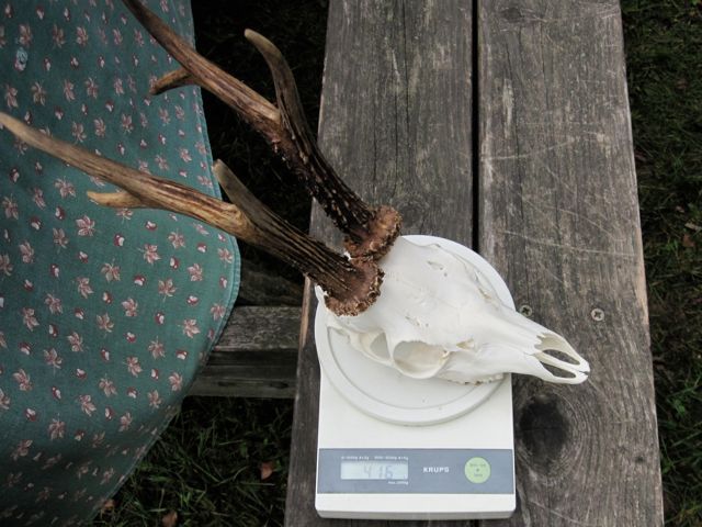 My trophy weighed 416 grams gross.  They deduct 100 grams standard for the bottom 1/2 of the skull, so my trophy weight (skull top and antlers is 316 grams.