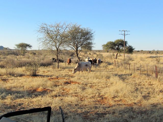 This is cattle country.  Most of the area we hunted on was huge cattle ranches of 40-60,000 hectares (100,000 acres and more)
