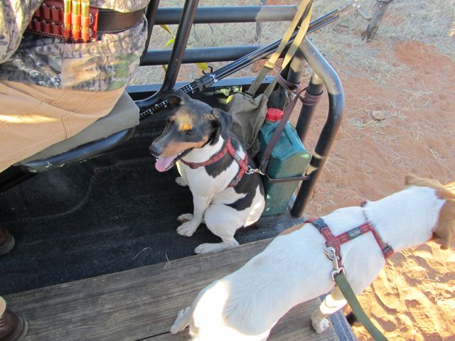 The two fox terriers that accompany the hunting trucks.  Fuchs (fox) on the left and Snip on the right.