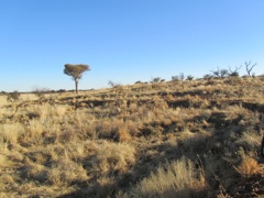 This is the sort of scrubby brush <i> veldt</i> that you have in the area.  This grass is comparatively tame to walk in compared to the <i> bushveldt</i> areas which are full of thorny acacia trees