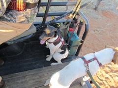 The two fox terriers that accompany the hunting trucks.  Fuchs (fox) on the left and Snip on the right.