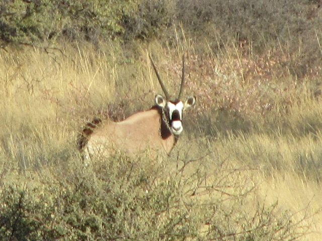Oryx stare back at you from a long way off.  This is a zoom of a 70mm lens photo of a Gemsbok (Oryx).  He was at least 100m away.  Then he ran.