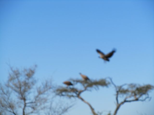 Vultures on the move