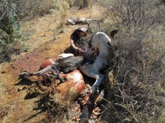 This pregnant cow, as well as a warthog, were killed by poachers for the meat, which was then sold presumably in Windhoek.
