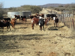 A herd of cattle near the water tanks