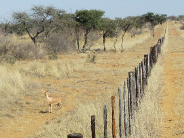 This is a female Steenbock (brick deer) which you could often see along the roads.  Weighing around 25 pounds, there are very small antelope.
