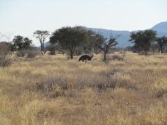 While stalking Gemsbok, we were shadowed by an Ostrich for at least a quarter of a mile, before he finally veered off.
