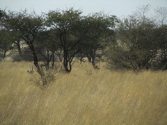 Young Gemsbok peer over the grass.  

Their horns grow immediately at birth, and young gemsbok look proportionally the same as adults.  Many hunters have been fooled spotting a young one in the field, and thought it a mature animal.  

One giveaway is the whitish color of the horns, which gradually turns black by age 5-8 when mature.  When they get past 10 years of age, the horns start to crack.