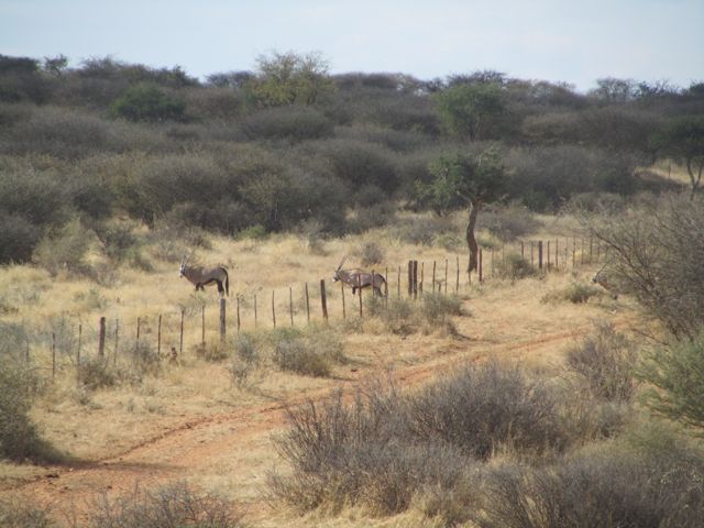 Oryx walking through the fence