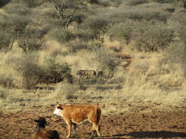 Cows and Warthogs living together.