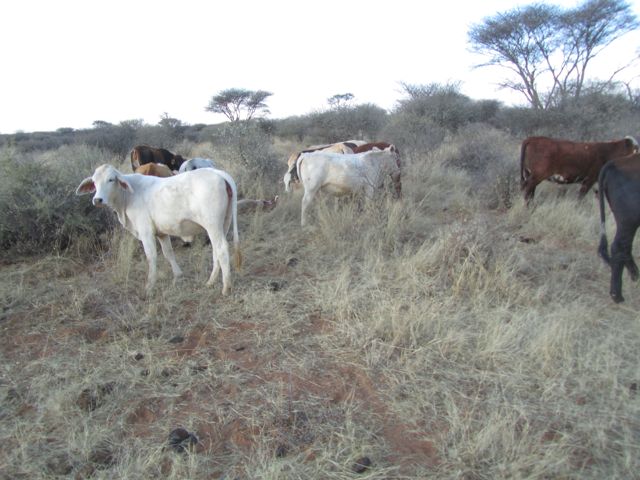 After I took my shot with the warthog, the cows crowded around curiously to see waht all the hubub was.  We had to chase them off!