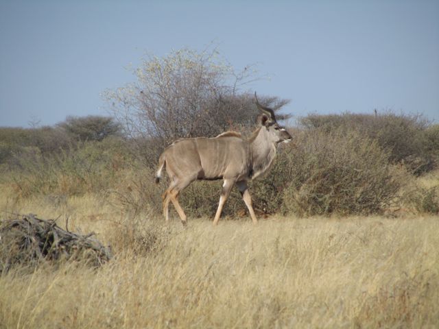 A nice young Kudu bull, well too young to hoot.  Awfully pretty to watch, though.  His horns should get 2 1/2 spirals rather than the single spiral they have now.