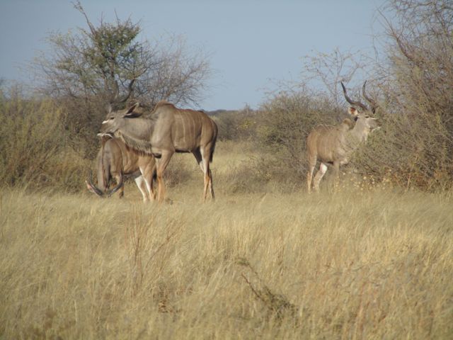 More Kudus from a bachelor herd.