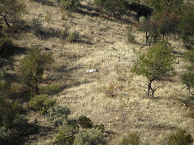 Zebra down, shot from 280 yards away with my trusty 9,3x62