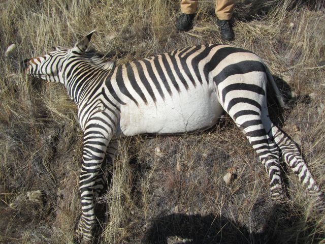 Mountain Zebra.  Notice the solid black stripes, with no light toned 
