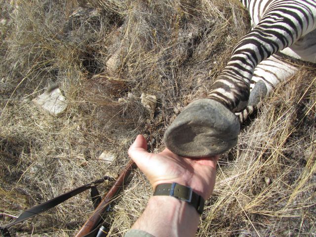 Zebras have soft hooves so they can climb on rocks better than with hard nails like horses.