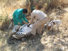 We had to butcher the Zebra there, as there was no good way to get to him with the truck.