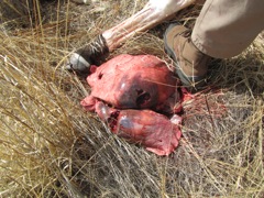 Trauma to the lungs.  The lungs collapse instantly, the animal is unconscious, and never feels it.