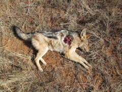 Exit wound on a Jackal at 100m with a 9,3x62.  Quite destructive to the pelt compared to a full metal jacket .223