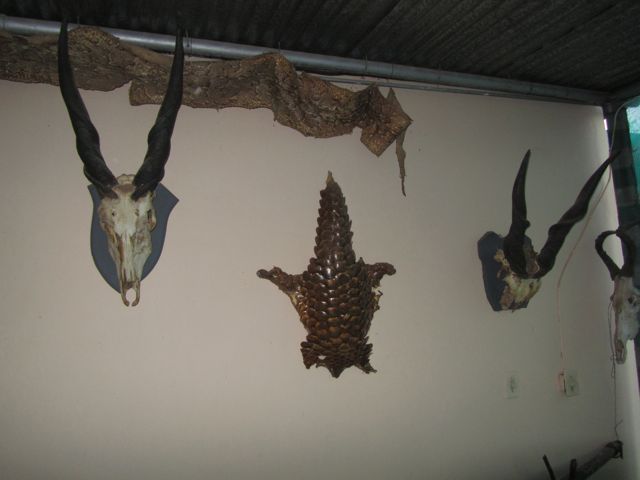Pangolin in the middle