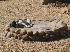 Fuchs takes a nap in the fire pit.