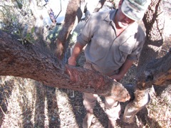 Leopard scratches in a tree.  Fresh, meaning he had been there within a few days.