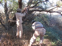 Hanging bait (donkey meat) for the leopards