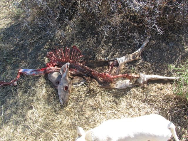 Young kudu killed by a cheetah