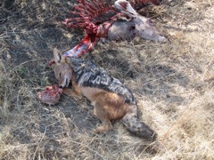 Jackal that I ambushed d=from 100 yds away, trying to steal some of the kudu.