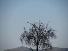 Birds in a forlorn tree