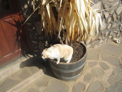 Kitty in the planter