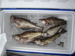 My haul, 5 nice enough pouting (a variety of whiting)