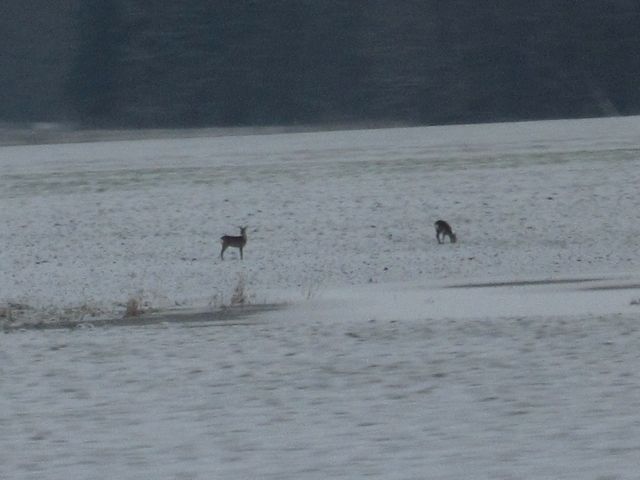 2 Reh Deer (Roebuck) by the tracks.  We saw at least a dozen or more deer along the tracks while it was still light.