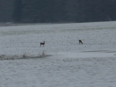2 Reh Deer (Roebuck) by the tracks.  We saw at least a dozen or more deer along the tracks while it was still light.