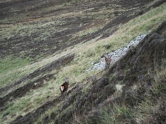 Peter & I surprised these two Stagies (young male Red Deer, not matured yet) on the way down a hill.  This is 5x zom, so we were quite close (less than 100 yards).  The Stagies just looked at us, then browsed some food and walked off.