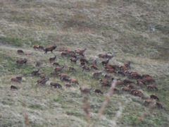 Nice herd of hinds, no?