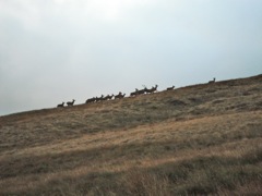 The Stag leads his herd up past me