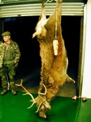 My stag back at the house.  Field dressed (Gralloched, in Scottish parlance) he weighed 13 stone 11 pound, or about 193 lbs.  The meat all goes to a dealer and is sold both in Scotland and abroad.  I think some of it comes to Germany.