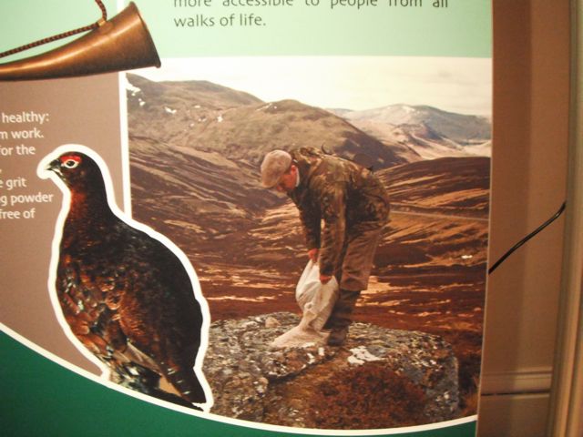 Our stalker Peter, showing what he does with his time when not stalking, on a poster inside the castle.  He is dumping sacks of grit for the partridge, ptarmigan, and pheasant, so they can use it in their gizzards (crop) to grind their food.