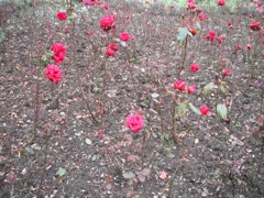 The frost killed the leaves, but left the Rose blooms alone