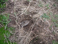 Mouse we saw on our way out.