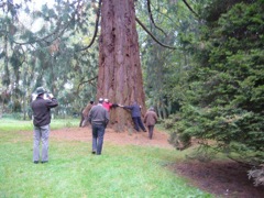Photoing the tree-ringing